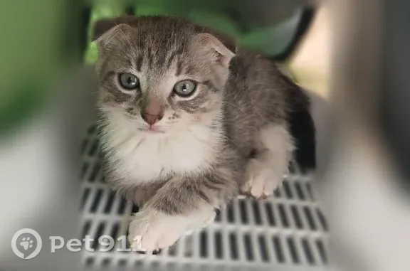 Кошка ищет дом, Скопин — ласковые котята, любят влажный корм и молоко - photo