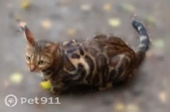 Пропала кошка, Деревня Зотино — коричневая с чёрными кругами - photo