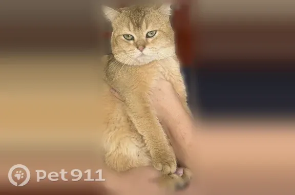 Пропала кошка, Село Курсавка, Заводская, Курсавка — кличка Симба, район Сельхозтехники - photo