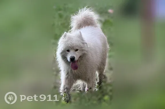 Найдена собака, Брянск, фото: Найдена собака, Кольцова, Брянск — без ошейника, порода самоед