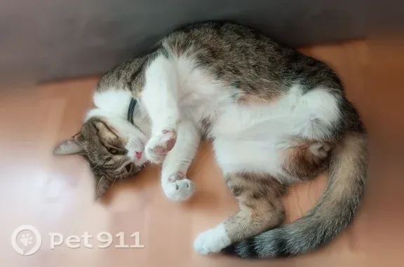 Пропала кошка, Ростов-на-Дону, Артемовская, д. 13 — кот, серо-белый, без задней лапы - photo