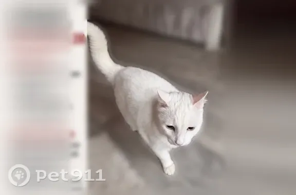 Потерянные животные Магнитогорск, фото: Пропала кошка, Писарева, Магнитогорск