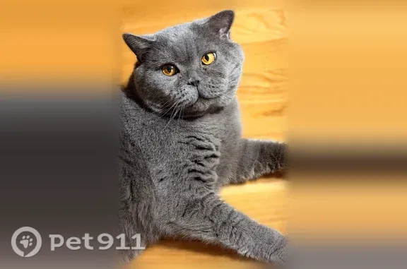 Кошки потеряшки, Жуковский, фото: Потеряшка кошка, Жуковский, Садовая, д. 5, Жуковский — большой крупный британец