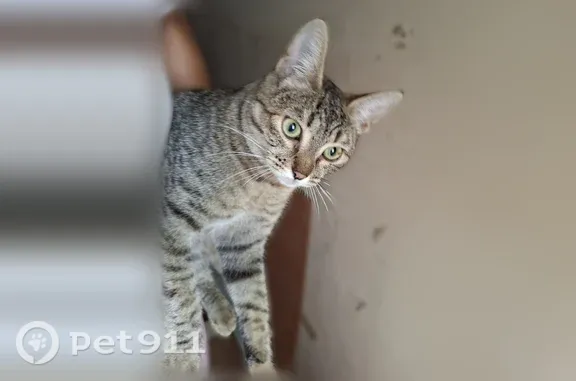 Найдена кошка, Самара, фото: Кошка ищет дом, Самара — ручная, игривая, с поломанным хвостиком