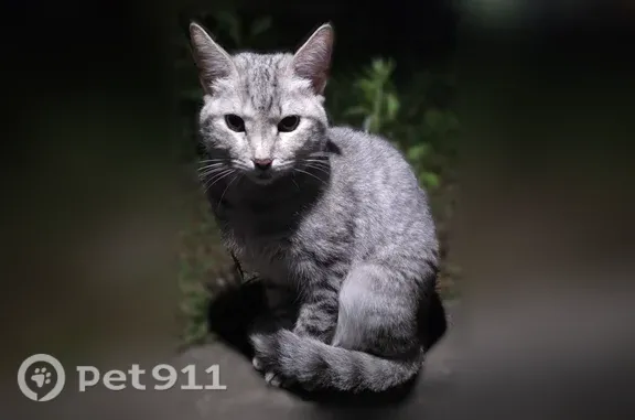 Найдена кошка, Тверь, фото: Найдена кошка, Тверь — очень ласковая, видно домашняя
