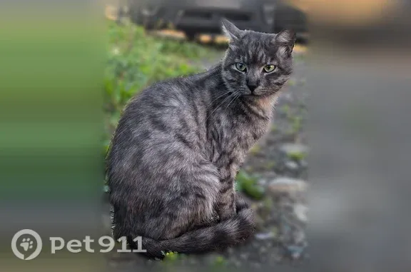Найденные животные Петропавловск-Камчатский, фото: Найдена кошка, Петропавловск-Камчатский, Дальневосточная, д. 10 — молодой полосатый кот, напуган