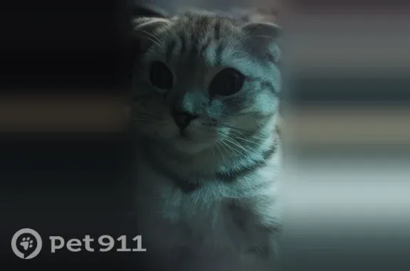 Пропала кошка, Курск, Новоселовка 2-я, д. 5 — белый окрас в полоску, откликается на кличку «Кит» - photo