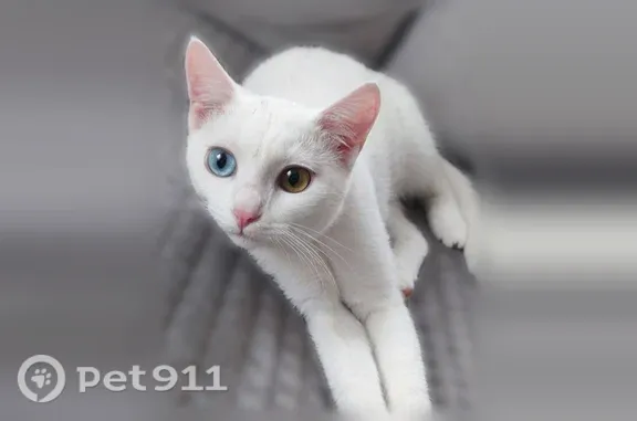 Кошки потеряшки, Коляново, фото: Потеряшка кошка, Деревня Коляново, Садовая, д. 50, Коляново — домашняя, миниатюрная, с разными глазами