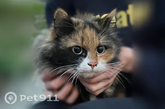 Найденные животные Санкт-Петербург, фото: Найдена кошка, Район Адмиралтейский (г Санкт-Петербург), Садовая, д. 125 К, Санкт-Петербург — трусливо перемещалась во дворе
