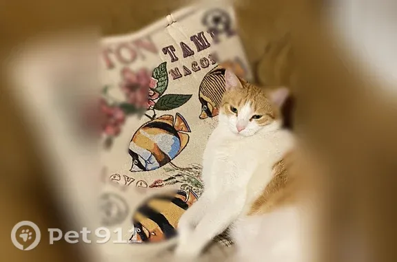 Пропала кошка, Саратов, им Чернышевского Н.Г., д. 97 — бело-рыжий кот Лютик, всего боится - photo