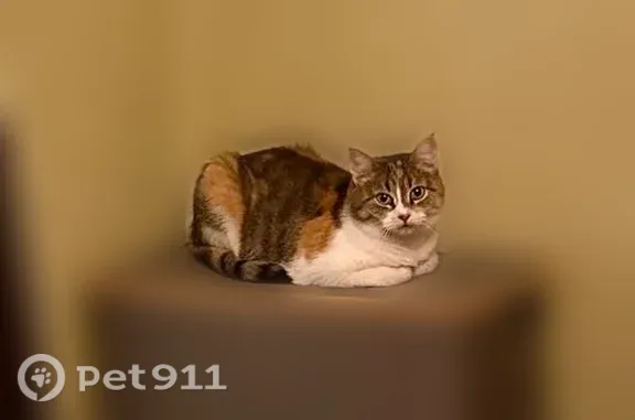Пропала кошка, Некрасова, д. 2, Реутов — красивая и застенчивая девочка - photo