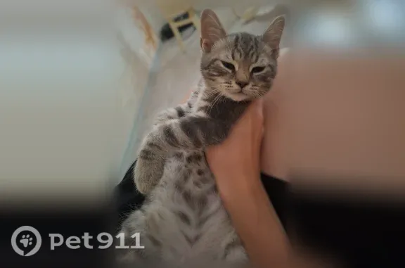 Пропала кошка, Сочи, Крупской, д. 14 — серый окрас с белыми пятнами - photo