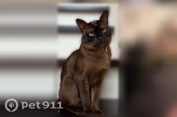 Пропала кошка, Бор, Минская, д. 1 — шоколадный окрас, серый ошейник - photo