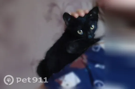 Кошка ищет дом, Мыски, Томусинская, д. 30 — котёнок 2 месяца, приучен к лотку - photo