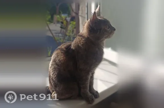 Пропала кошка, Находка, 25 Октября, д. 6, Находка — трёхцветная, похожа на котёнка - photo