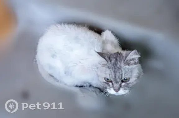 Найдена кошка, Екатеринбург, фото: Найдена кошка, Индустрии, д. 57/1, Екатеринбург — видели возле подъезда, сегодня в подъезде