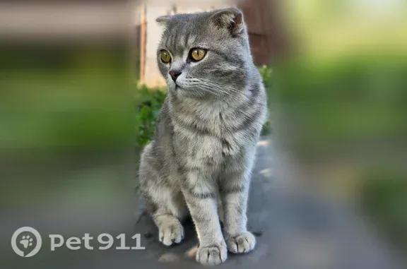 Пропала кошка, Пенза, Заливная, д. 8 — кот Мурзик, не вернулся ночью 10 августа - photo