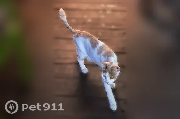 Найдена кошка, район Центральный (г Тула), д. 60, Тула — ласковая, бело-рыжая с жёлтыми глазами - photo