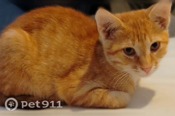 Найдена кошка, Краснодар, фото: Найдена кошка, Краснодар — рыжая
