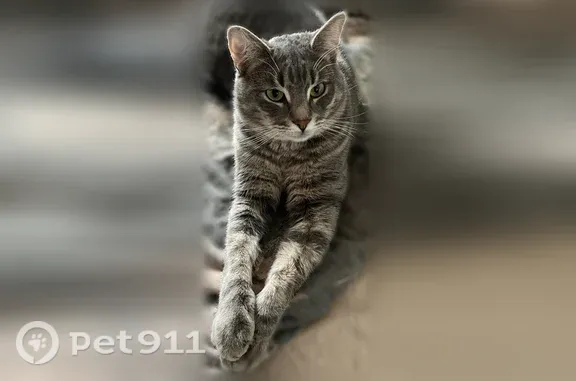 Пропала кошка, Район Войковский (г Москва), Зои и Александра Космодемьянских, д. 16 2, Москва — крупная, кастрированная - photo