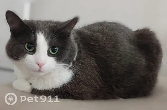 Пропала кошка, 3-е почтовое отделение, д. 102, Люберцы — крупная, серо-белая, с белыми носочками - photo