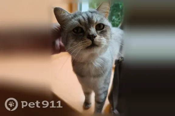 Найдена кошка, Можга, фото: Найдена кошка, Можга — серый котик в чёрном ошейнике
