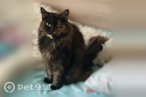 Кошки потеряшки, Терентьево, фото: Потеряшка кошка, Деревня Терентьево, Заречная, д. 7А, Терентьево