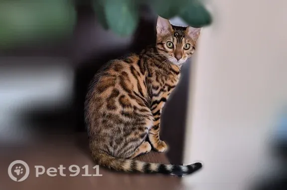 Кошки потеряшки, Ижевск, фото: Потеряшка кошка, Ижевск, Степана Разина, д. 52 — бенгальская кошка, 8 месяцев, пугливая