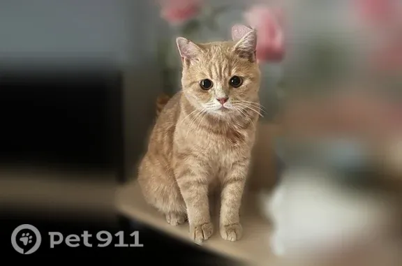 Пропала кошка, Смоленск, Мира, д. 6 — персиковый кот, не даётся в руки - photo