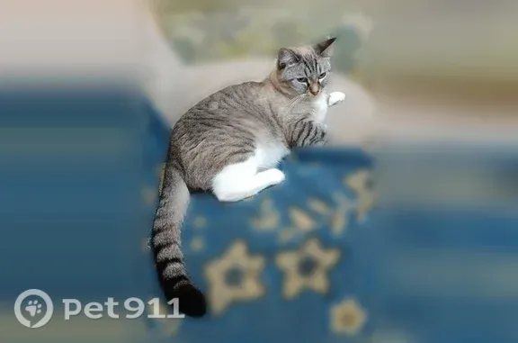 Пропала кошка, Село Иглино, Силантьева, д. 60, Иглино - photo
