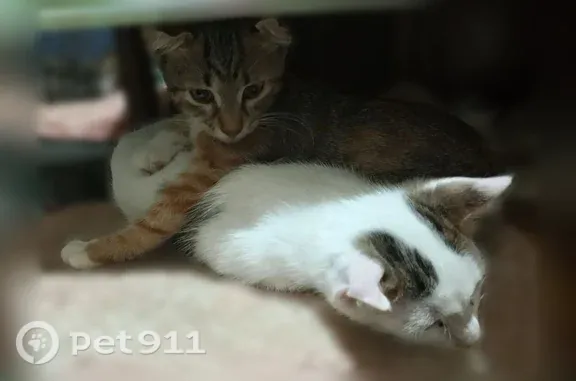 Пропала кошка, Округ Прикубанский, Краснодар — особое строение ушек, 3,5 месяца - photo