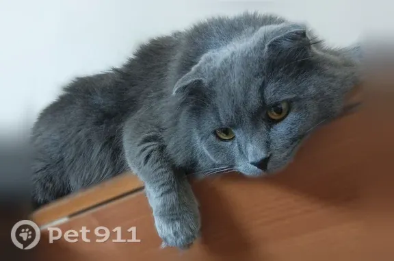 Пропала кошка, Село Каменка, Новокаменская, д. 12/1, Каменка — серый, спокойный - photo