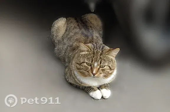 Найдена кошка, Тверь, фото: Найдена кошка, Тверь, Склизкова, д. 114 — сидела под машиной у 4 подъезда