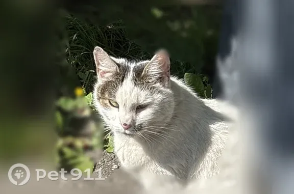 Найдена кошка, Москва, фото: Найдена кошка, Москва, Ташкентская, д. 9 — косые глазки, небольшое пузико