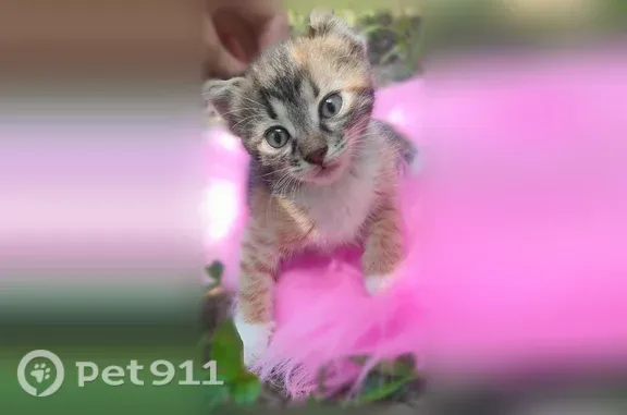 Пропала кошка, Округ Прикубанский (г Краснодар), Краснодар — трёхцветная, 3,5 месяца - photo