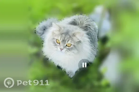 Пропала кошка, Деревня Жучата (г Егорьевск), Егорьевск — шипит когда к нему приближаются - photo