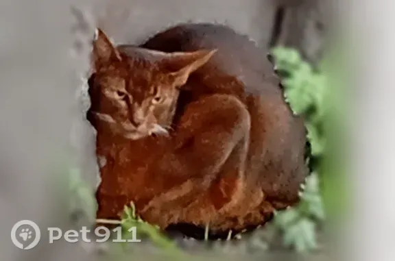 Найдена кошка, Мурманск, фото: Найдена кошка, Чумбарова-Лучинского, д. 18, Мурманск — коричневая, светло-зелёные глаза