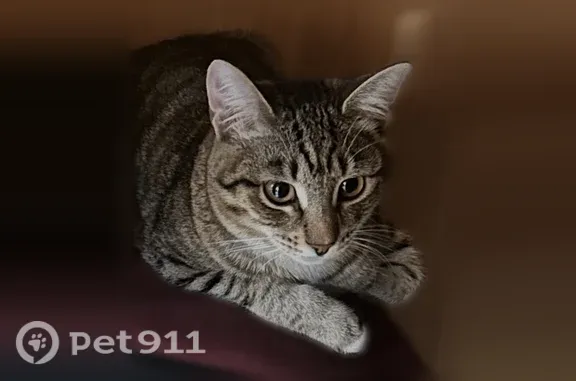 Кошки потеряшки, Некрасово, фото: Потеряшка кошка, Село Некрасово, Некрасово — белая грудка, на передних лапках белые «носочки»