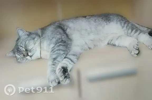 Найдена кошка, Владимир, фото: Найдена кошка, Владимир, Верхняя Дуброва, д. 18А — мраморный окрас, тихая и спокойная