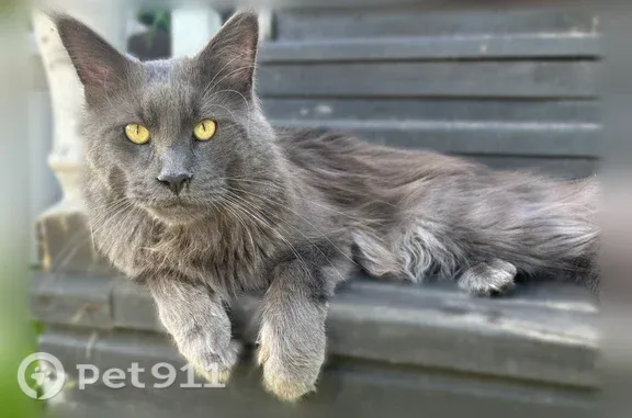 Кошки потеряшки, Беломорск, фото: Потеряшка кошка, Беломорск, Новое Ковжино, Беломорск — мейн-кун, голубой солид