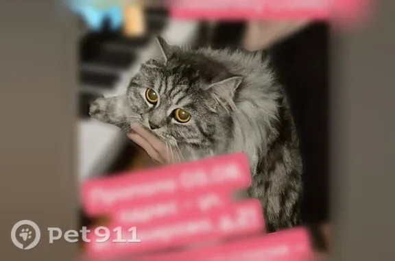 Кошки потеряшки, Ижевск, фото: Потеряшка кошка, Героя России Ильфата Закирова, д. 21, Ижевск — серая, пушистая Соня
