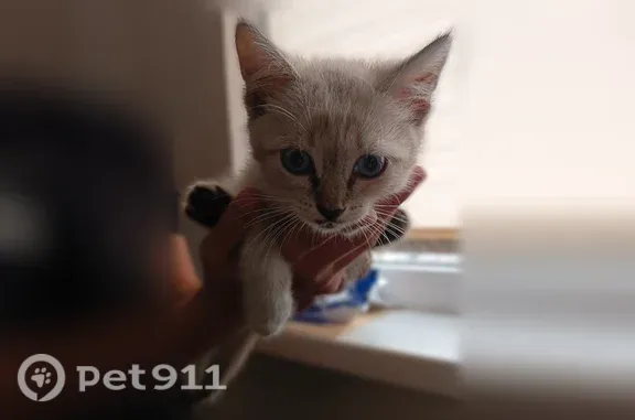 Найденные животные Подгородняя Покровка, фото: Найдена кошка, Село Подгородняя Покровка, Полуденная, д. 1, Подгородняя Покровка — котенок-девочка 1,5–2 месяца