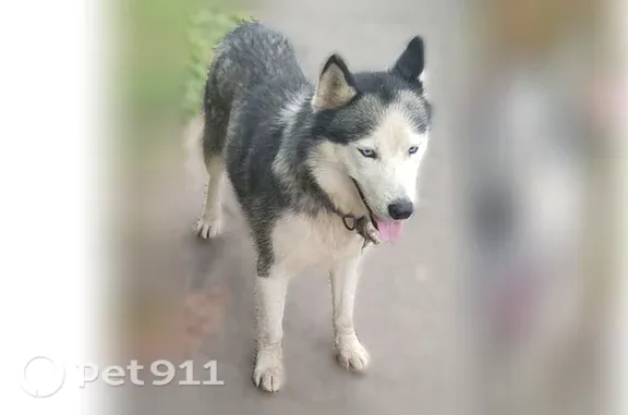 Собака ищет дом, Верея — голубоглазый мальчик, ласковый, но осторожный - photo