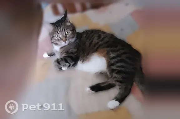 Пропала кошка, Ярославль, Щапова, д. 12 — домашняя, 12 лет - photo