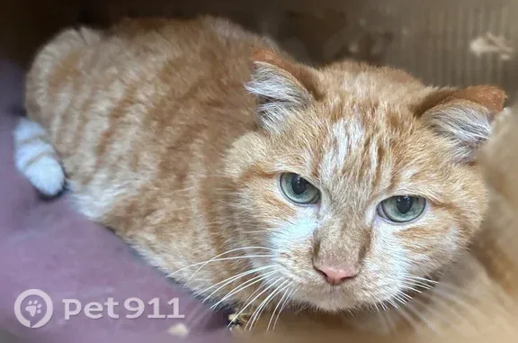 Найдена кошка, Сургут, фото: Найдена кошка, Крылова, Сургут — возрастная, около 10 лет