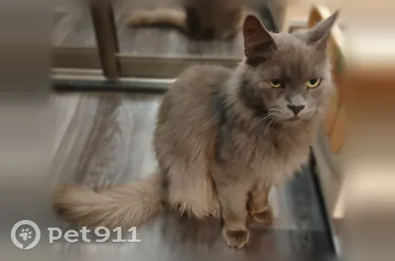 Кошка ищет дом, Тейково — кот очень ласковый, контактный, ходит на лоток - photo