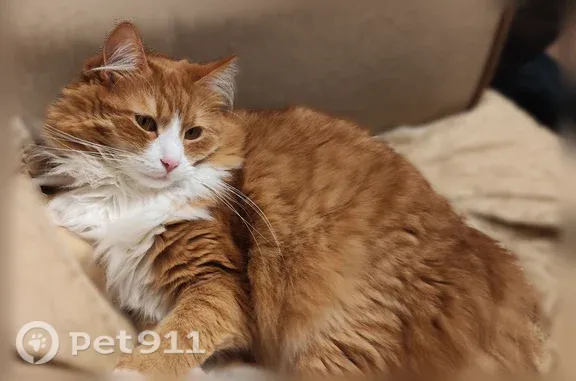 Пропала кошка, СНТ 