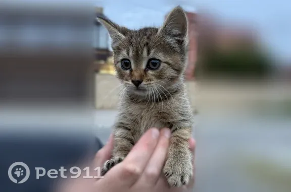 Найдена кошка, Пенза, фото: Найдена кошка, возле гостиницы Ласточка, Пенза — котёнок, похожа на породистую
