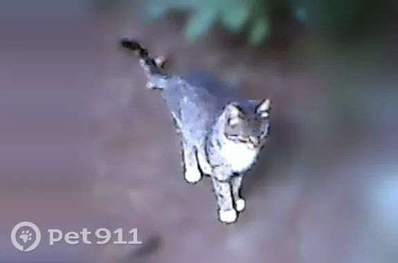 Найдена кошка, Хотьково, фото: Найдена кошка, Хотьково — серо-полосатая с белой грудью и лапами, в руки не даётся