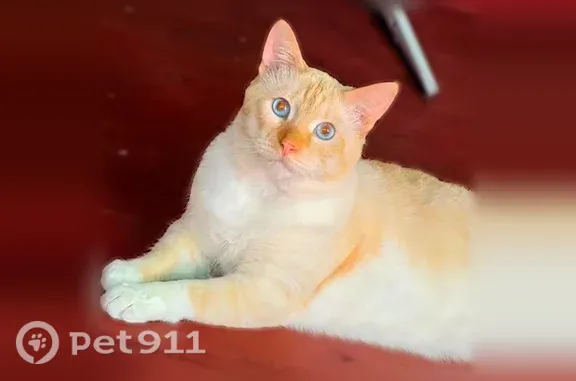 Пропала кошка, Черняховск, Победы, д. 48А — кот по кличке Тиз, повредил правую заднюю лапу - photo